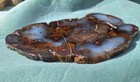 Hubbard Basin Polished Petrified Wood Slab 1 Lb 4 Oz 8  X  4 1 2  X 3 8  