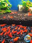 10  1 Fire Red Cherry - Freshwater Neocaridina Aquarium Shrimp  Live Guarantee