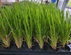   1   - Pink Pampas Grass - Starter Plants   Me     1 Plant  