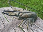 Bronze Copper Detailed Life Like Spiny Lobster Large