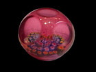 Rare Find Signed  Kaziun Paperweight Button  Millefiori  Cranberry 5 Windows 5 8