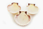6 Mexican Cup Deep Scallop Shells  3-3 5   For Baking  Beach Crafts   Decor