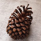 Pinus Roxburghii Pinecones Large Natural Pine Cones Chir Pine Himalayan Pine