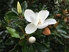 Magnolia Grandiflora - Southern Magnolia Tree