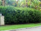 Ligustrum Waxleaf Privet   2 Inch   Ligustrum Japonicum   Low Maintenance Shrub