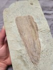 Rare Museum Quality Conulariid Fossil 