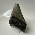 Megalodon Shark Tooth 4 23 Inch - Unique - Wide Fossil - Authentic Teeth 20567