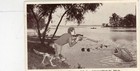 1936 Us Airmail Stamp C19 Used On Picture Postcard Cover cassopolis Mi Cancel