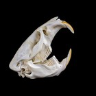 Real Muskrat Skull Glass Dome Display Decor Taxidermy Oddities Curiosities Gift