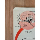 The Senses School Poster Human Body Anatomy Vintage 1960s F  A  Owen 20x28