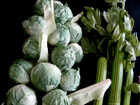 Lot 4 Display Fake Food Stage Prop Very Rare Realistic Brussel Sprouts Celery  