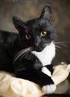 Exquisite Realistic Ooak Tuxedo Cat Plush Soft Sculpture Kitty Decor