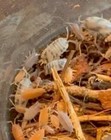 100  Mixed Isopods  -  Read Description For Delivery Info And Guarantee 