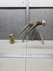 Wild 72-4  5 Point Self Stander Deer Shed Antler Whitetail  Decor Man Cave  Buck