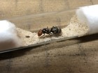 Myrmecocystus Placodops 01  Queen Ant Feeder Insect