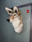 Beautiful Taxidermy Coyote Wall Mount Man Cave Den Mount Badger Bobcat