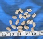   Atlantic Bubble Shells  20 Taupe  Shellcraft  seashells  Sailor s Valentines  