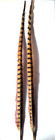 Ringneck Pheasant Tail Feathers - 18-22 Inches - 2 Pc  - Fly Tying Materials New