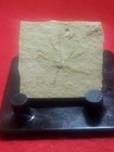 Saccocoma Petinata Floating Crinoid Solnhofen Limestone Jurassic Bavaria Germany