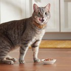 Meow Mix Wet Cat Food Variety Pack  Poultry Selects  24 Cups  2 75 Oz Each