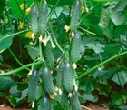 Seeds Cucumber King Garden F1 Giant 43 Days Vegetable Organic Heirloom Non-gmo 