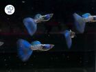 1 Trio  - Metal Blue - High Quality Live Guppy Fish - Usa Seller Grate A     