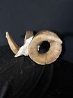 Giant  51    Dall Sheep Ram Reproduction Horns Antler Deer Antlers Taxidermy