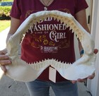 14  Bull Shark Jaw  Shark Teeth  Sharks  52148