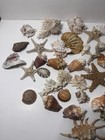 Huge Mixed Seashell Lot Starfish Coral Urchin Shells Beach Decor Wedding Crafts