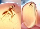Perfect Display Mosquito     99myo Burmite Amber Fossil Bug Dinosaur Age