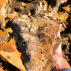 50lb Box Of Dry Seasoned Olive Wood Cut Offs