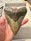 5 54 Inch Real Megalodon Shark Tooth Fossil Giant Genuine Prehistoric Meg Teeth