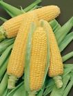 Bodacious Sweet Corn Seeds  F1 Se Hybrid  Variety Packet Sizes  Free Shipping