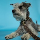 Luxury Leather Designer Dog Collar In Xs  S  M  L  Xl  optional Leash Available 