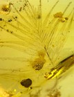 Burmese Fossil Burmite Cretaceous Amber Insect Feather Fossil Amber Myanmar