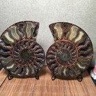 1157g  Split  Carving Home Decoration    Specimen Shell Healing    Md4239