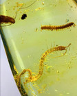 Burmese Fossil Burmite Cretaceous Amber Cockroach Insect Fossil Amber Myanmar