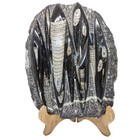 Orthoceras  Fossil  9 75   Plate  Display  Specimen  Straight Horn   r-6839