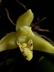 Maxillaria Crassifolia  Orchid Species