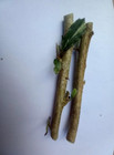 3 Fresh Cuttings Sleeping Hibiscus Wax Mallow Malvaviscus Arboreus  Flower Plant