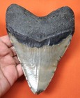 Megalodon Shark Tooth - 5 10 - Shark Teeth - Huge Real Fossil No Repair Natural
