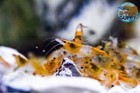 10  1 Orange Rili- Freshwater Neocaridina Aquarium Shrimp  Live Guarantee