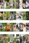 Cool Cute Cat Bookmarks For Book Lovers 36 Pack - Bookmarks For Kids Bulk - P   