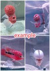 Pre-order A    Live Flowerhorn  Fish Male Super Red  Big Kok Head  Size 3 -4 
