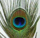 50 Pcs Peacock Tails Natural Feathers 25 -30  Craft art bridal costume halloween