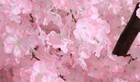 Artificial Cherry Blossom Trees Handmade  Party Wedding  7ft Tall 2 1m 