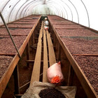 Unroasted Costa Rican Cacao   Cocoa Beans