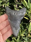 Natural Beautiful 3 29    Megalodon Tooth Fossil Shark Teeth