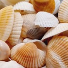 Assorted Sea Shells 1 2 Lb Bulk - Beach Wedding  Crafting  Home Decor