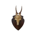 Antique Roe Deer Skull With Antlers On Wooden Plaque European Mount Inscribed 